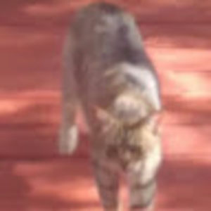 Meet your Posher, Cat